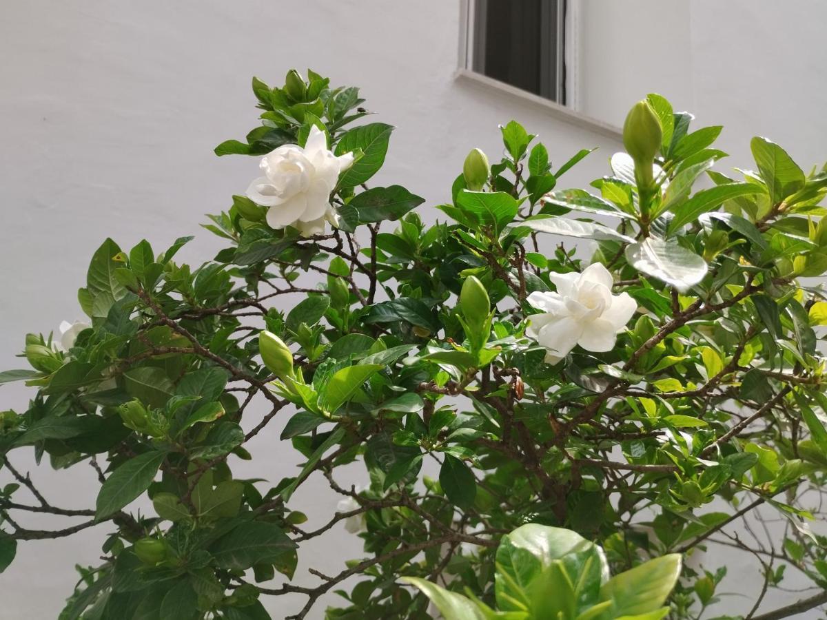Apartamento Η Ελπίδα Και Η Γιάννα Ξεκίνησαν Ένα Χώρο Cute Volos Exterior foto